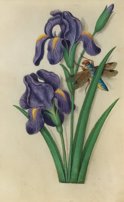 Iris Iris Versicolor With A Dragonfly