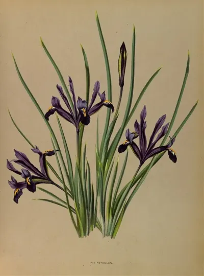 Iris Reticulata