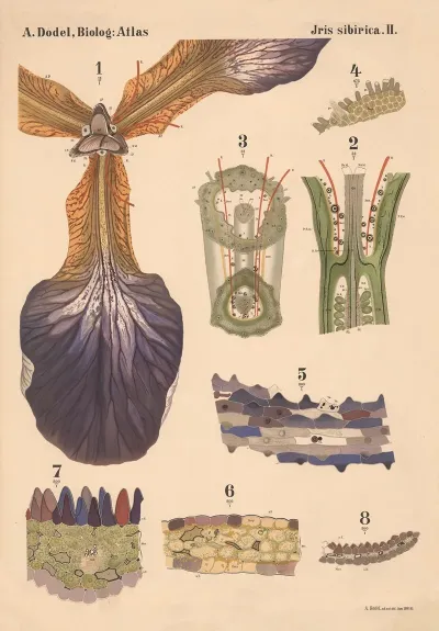 Iris Sibirica Pl 2