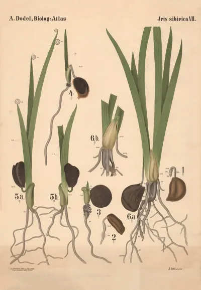 Iris Sibirica Pl 7