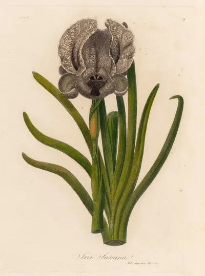 Iris Susiana 2
