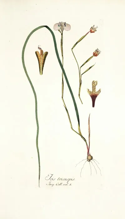 Iris Tricuspis