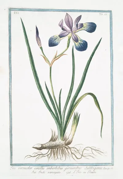 Iris Versicolor Corollis Imberbibus Germinibus Subtrigonis Iride Variegato Liris Ou Flambe Blue Flag Poison Flag Flag Lily Liver Lily Snake Lily Dragon Flower Dagger Flower