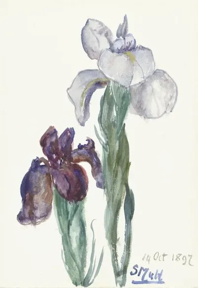 Irissen