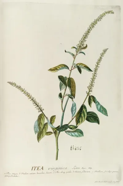 Itea