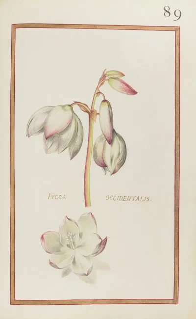 Iucca Occidentalis