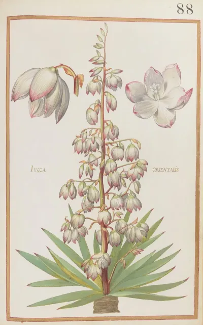 Iucca Orientalis