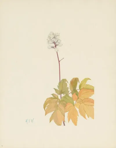 Ivory Baneberry Actaea Arguta 3