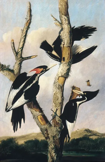Ivory Billed Woodpeckers