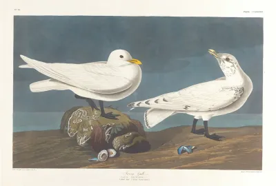 Ivory Gull