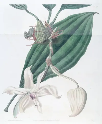 Ivory Lipped Stanhopea