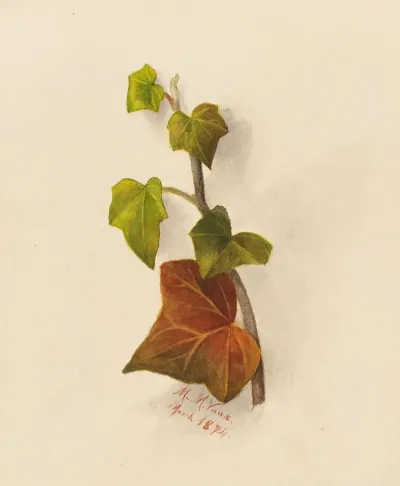 Ivy 2