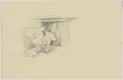 Ivy 8
