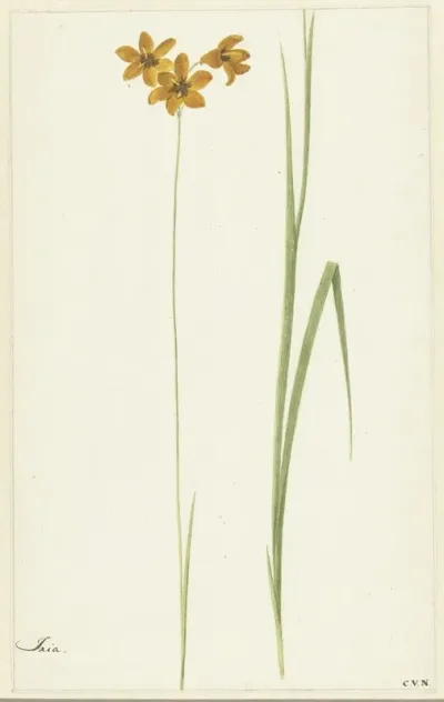 Ixia 2