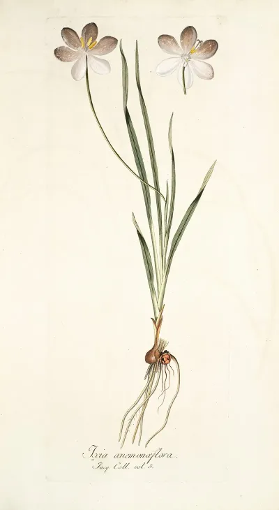 Ixia Aneaionaeflora
