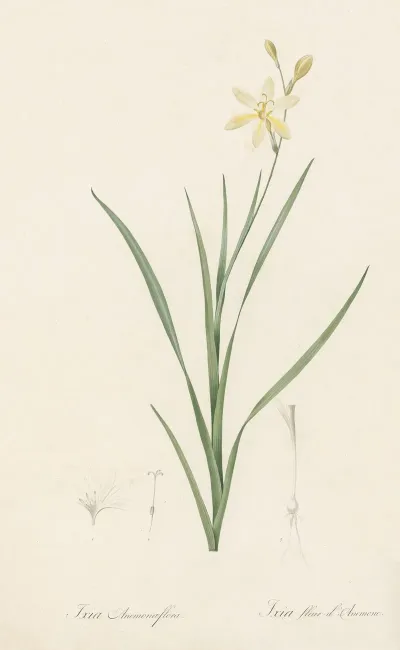 Ixia Anemonae Flora