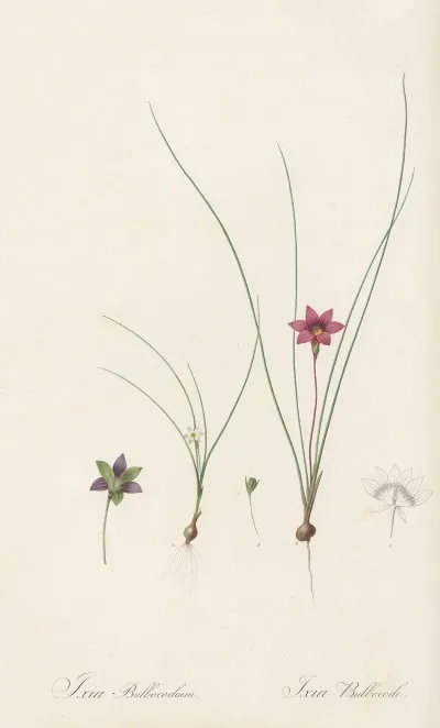 Ixia Bulbocodium 2