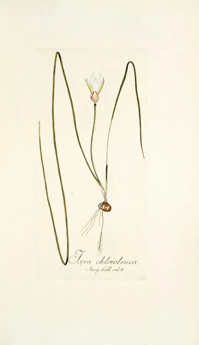 Ixia Chloroleuca