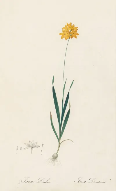 Ixia Dubia