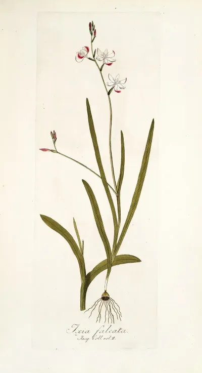 Ixia Falcata
