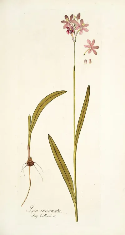 Ixia Incarnata
