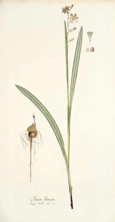 Ixia Lancea