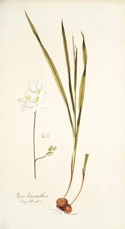 Ixia Leucantha