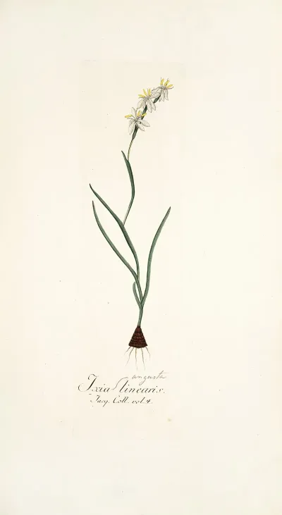 Ixia Linearis