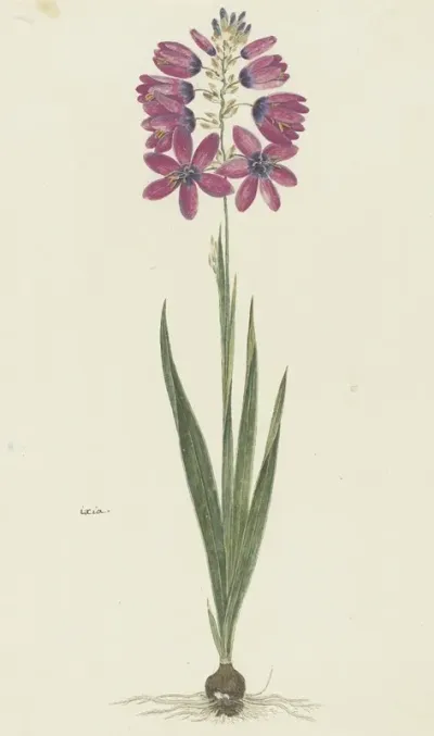Ixia Lutea Eckl Var Ovata