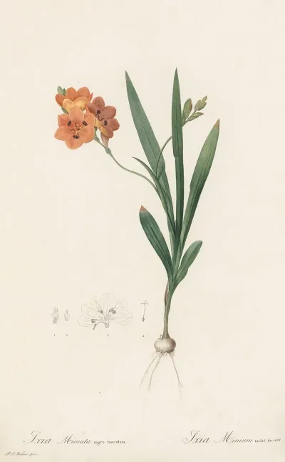 Ixia Miniata