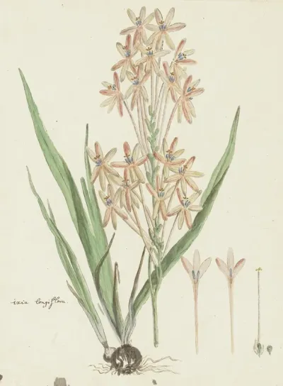 Ixia Paniculata D Delaroche