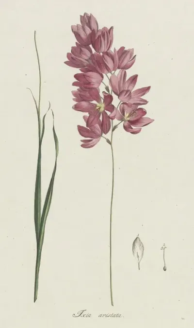 Ixia Patens Aiton