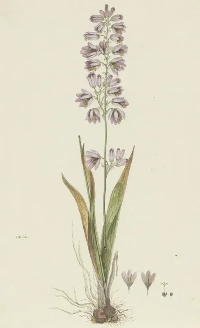 Ixia Polystachya L Cornlily