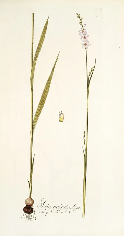 Ixia Polystachya
