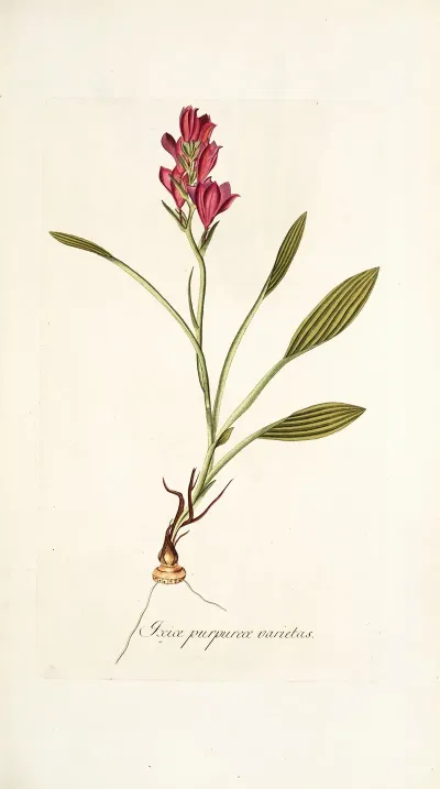Ixia Purpurea Varietas
