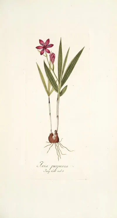 Ixia Purpurea
