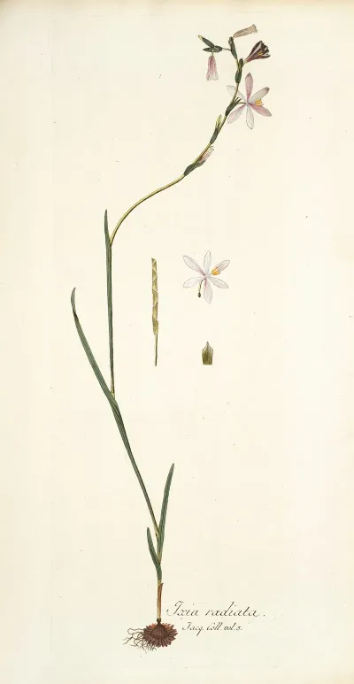 Ixia Radiata