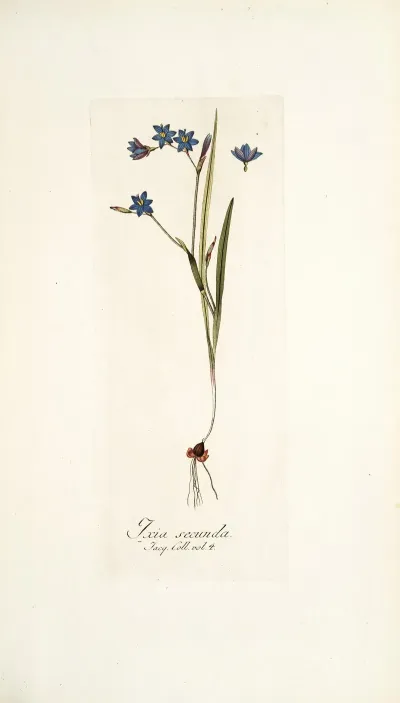 Ixia Secunda