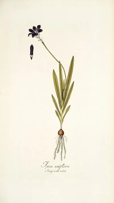 Ixia Uniflora