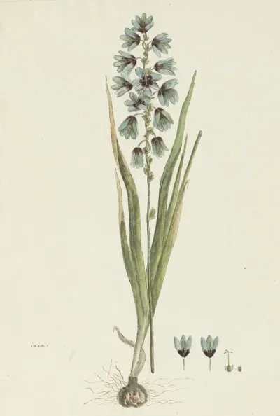Ixia Viridiflora Lam