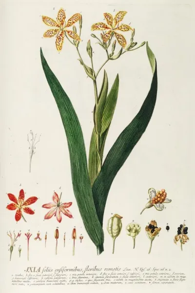 Botanical