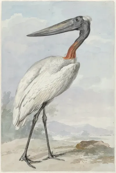 Jabiroe Jabiroe Mycteria