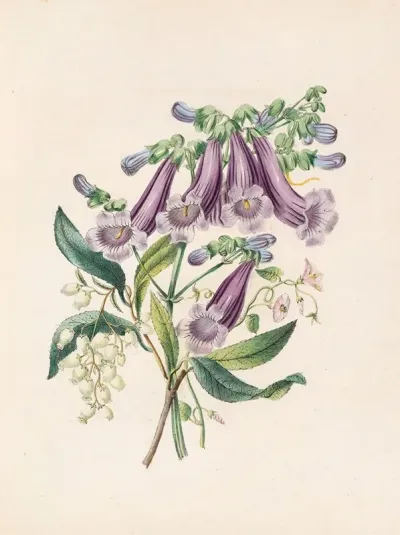 Jacaranda Tormantosa And Arbutus