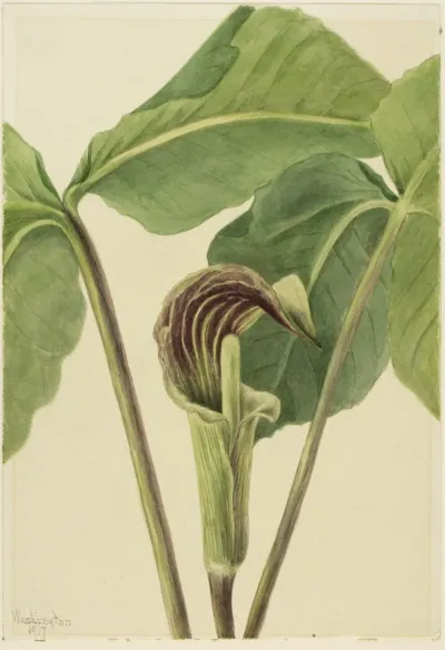 Jack In The Pulpit Arisaema Triphyllum 2
