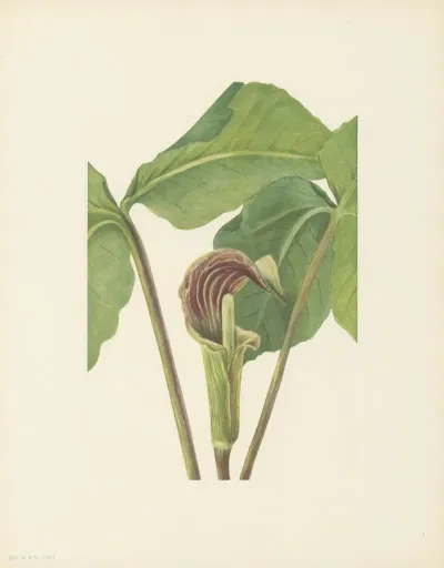 Jack In The Pulpit Arisaema Triphyllum 3