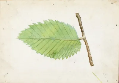 Jagged Leaf Edge Caterpillar