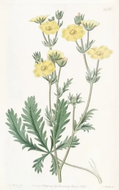 Jagged Leaved Cinquefoil