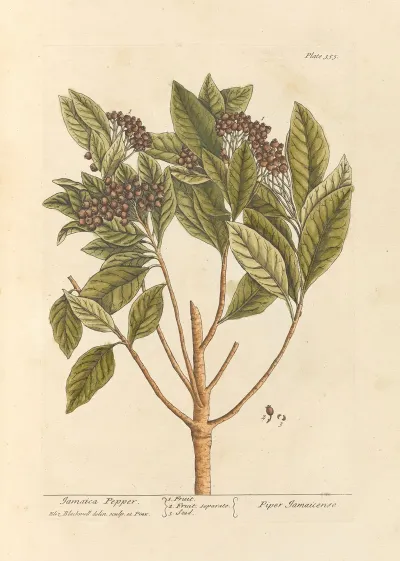 Jamaica Pepper
