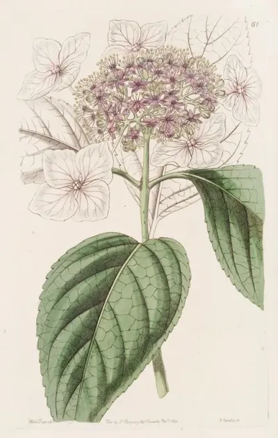 Japan Hydrangea