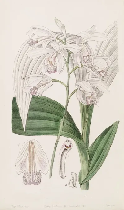 Japanese Bletia